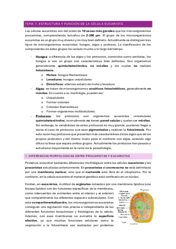 Miniatura del documento TEMA-7.pdf