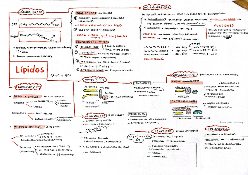 Miniatura del documento esquema-LIPIDOS.pdf