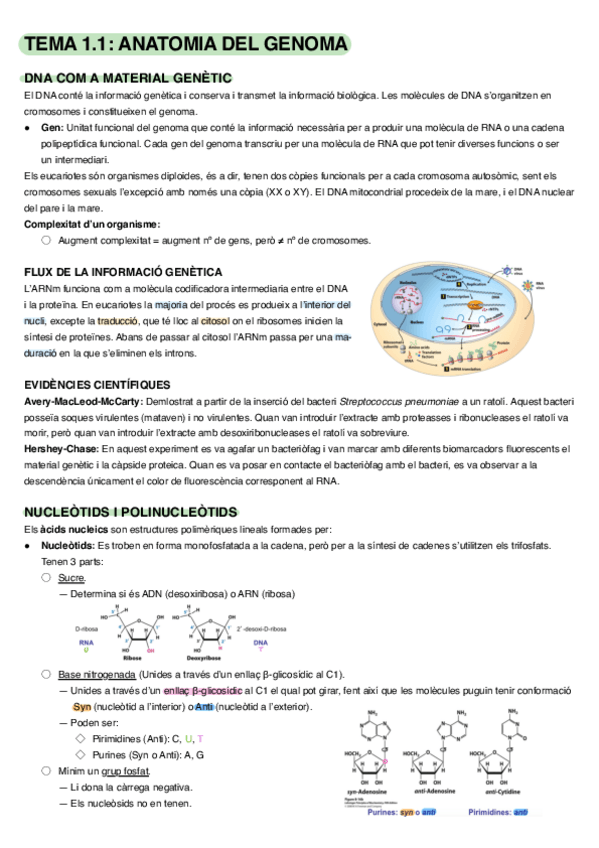 Miniatura del documento Apunts-parcial-biomol.pdf