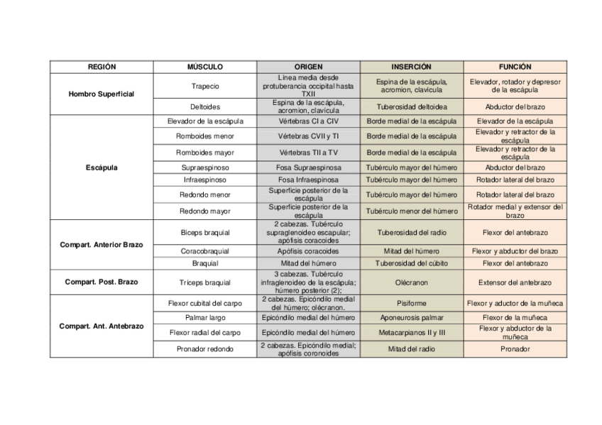 Miniatura del documento MUSCULOS-DEL-MIEMBRO-SUPERIOR.pdf