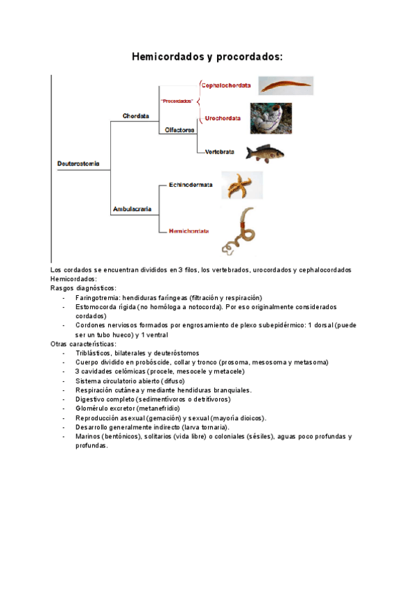 Miniatura del documento Tema-19-Hemicordados-y-procordados.pdf