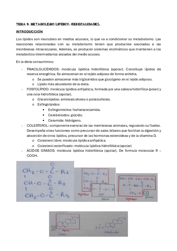 Miniatura del documento BIOQUIMICA-METABOLICA-SEGUNDO-PARCIAL.pdf