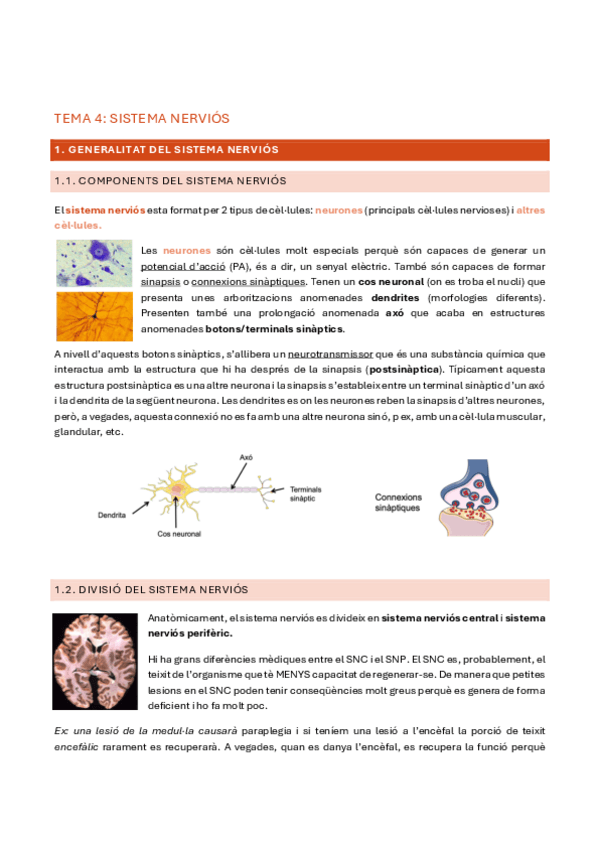 Miniatura del documento 2n-parcial-anato.pdf