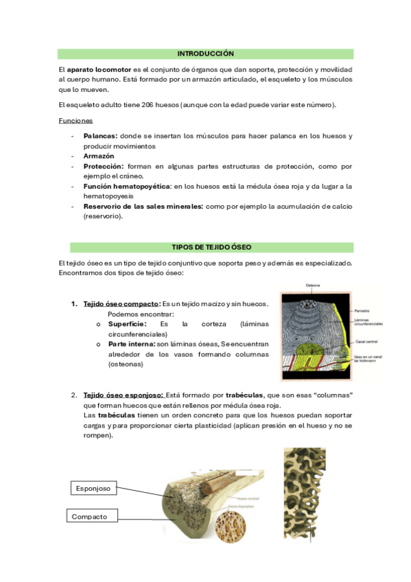 Miniatura del documento 3-4-5-generalidades-huesos-y-articulaciones-y-musculos.pdf