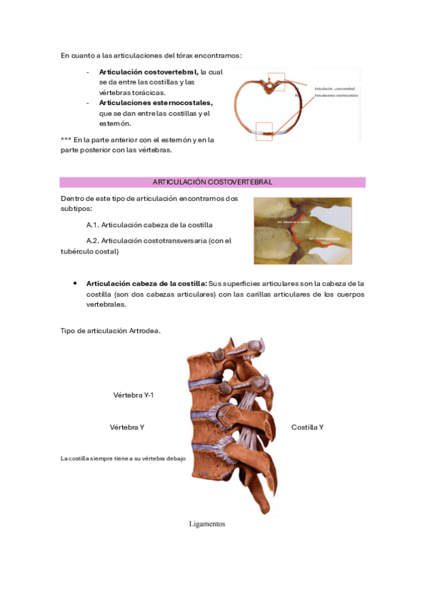 Miniatura del documento 6.3-articulaciones-caja-toracica.pdf