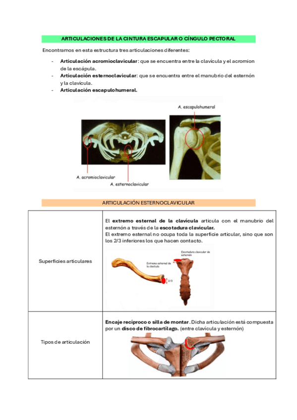 Miniatura del documento tema-6.4.-Art-miembro-superior.pdf