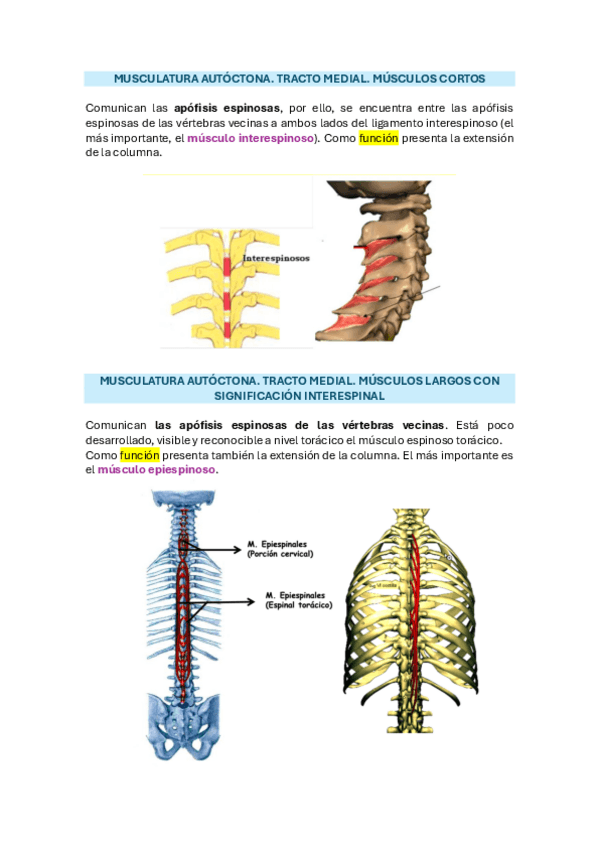 Miniatura del documento 7.1.-musuclatura-paravertebral.-esqueleto-axial.pdf