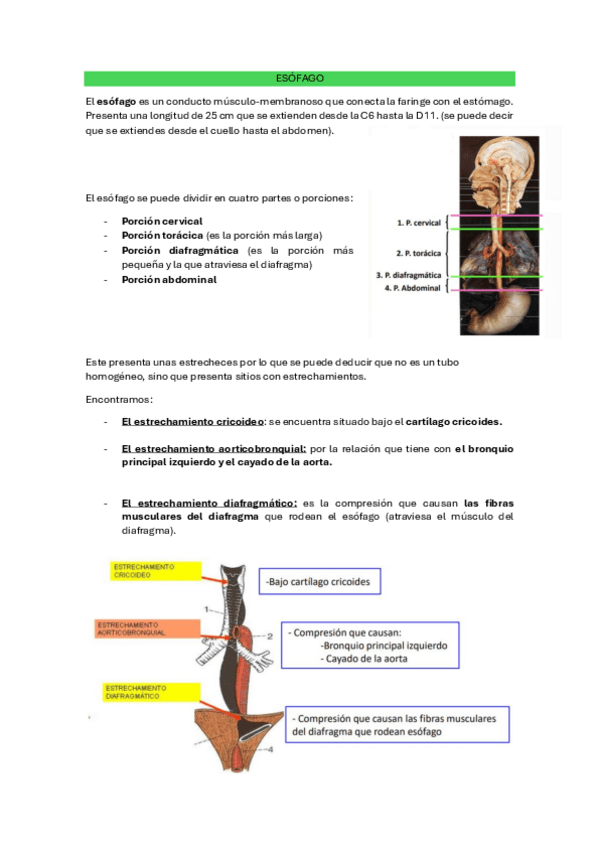 Miniatura del documento TEMA-9.3-ESOFAGO-ESTOMAGO-E-INTESTINO-DELGADO.pdf
