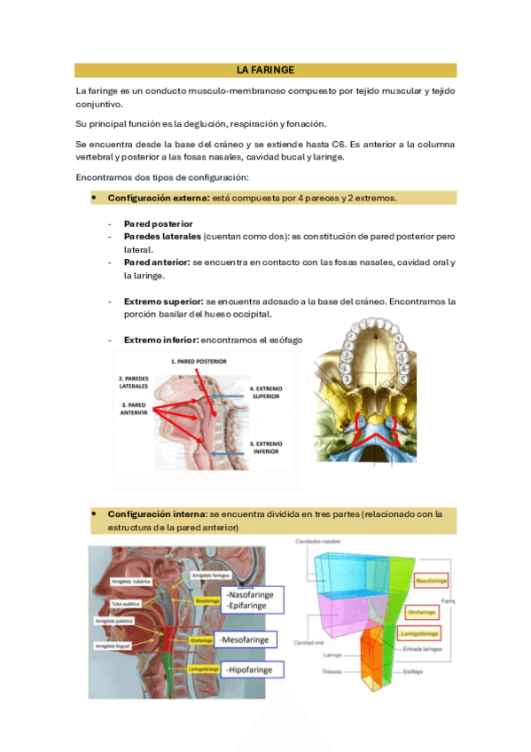 Miniatura del documento 9.2-Faringe.pdf