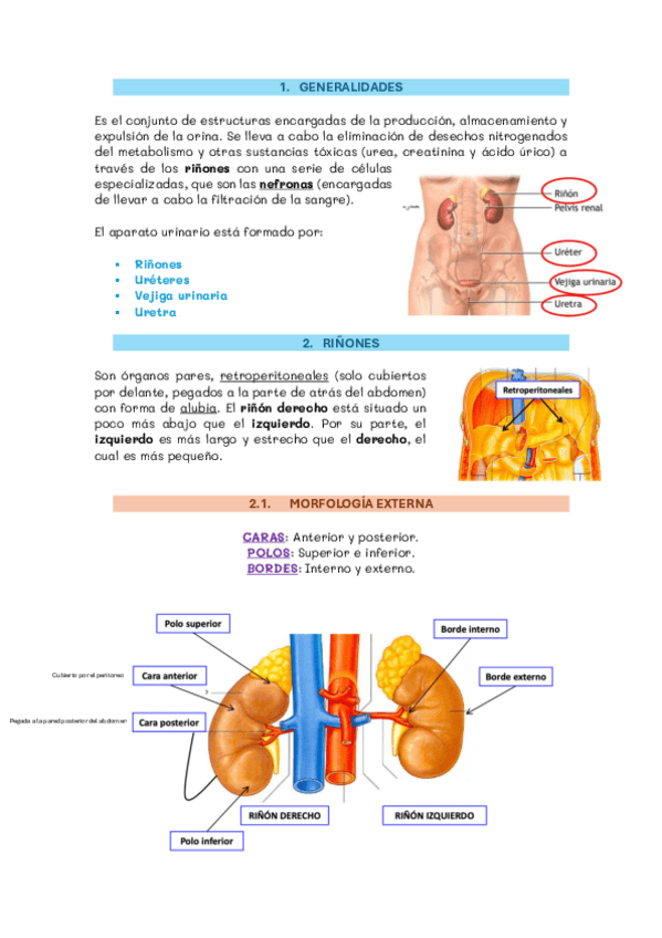 Miniatura del documento 12.-aparato-urinario.pdf