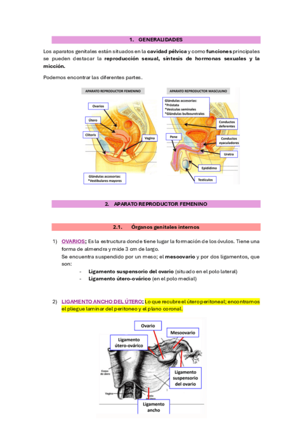 Miniatura del documento 13.-aparato-genital.pdf