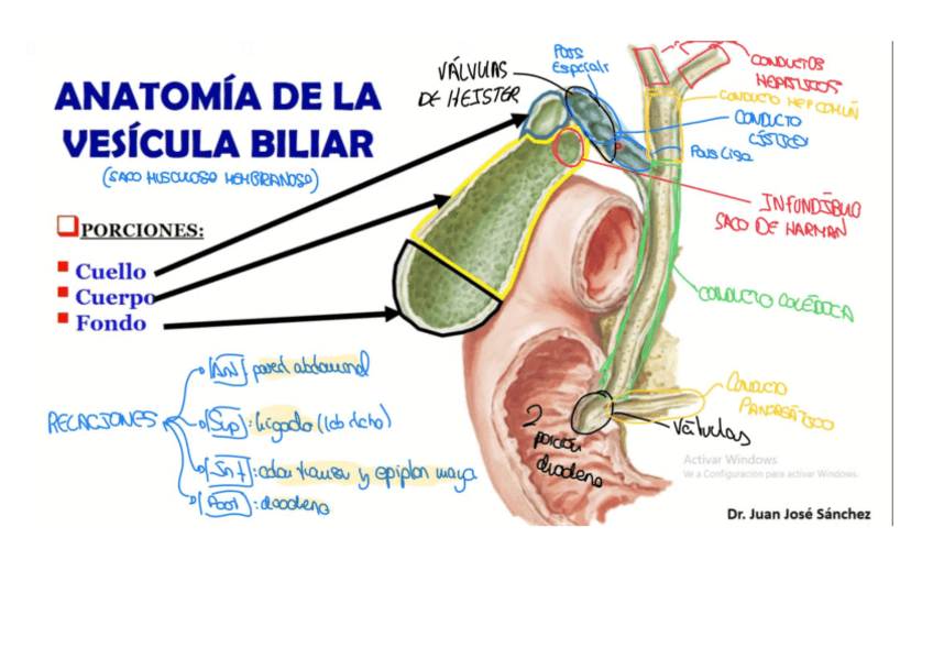 Miniatura del documento DIBUJOS-VIAS-BILIARES-EXTRAHEPATICAS.pdf.pdf