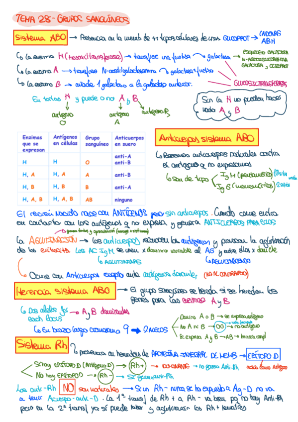 Miniatura del documento Tema-28-Grupos-Sanguineos.pdf