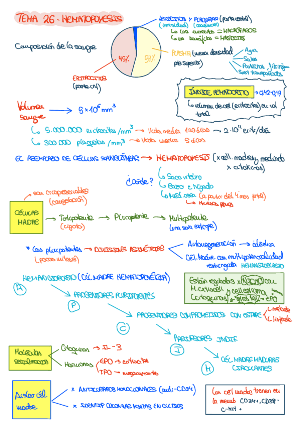 Miniatura del documento Tema-26-Hematopoyesis.pdf