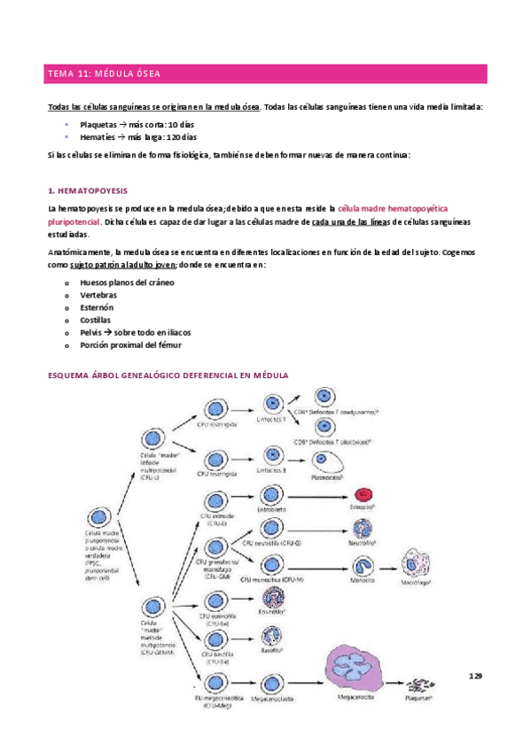 Miniatura del documento Apuntes-Hisotlogia2oParcial.pdf