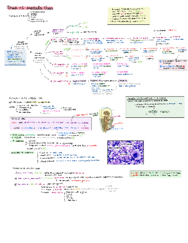 Miniatura del documento Apuntes-con-imagenes-2oParcial.pdf