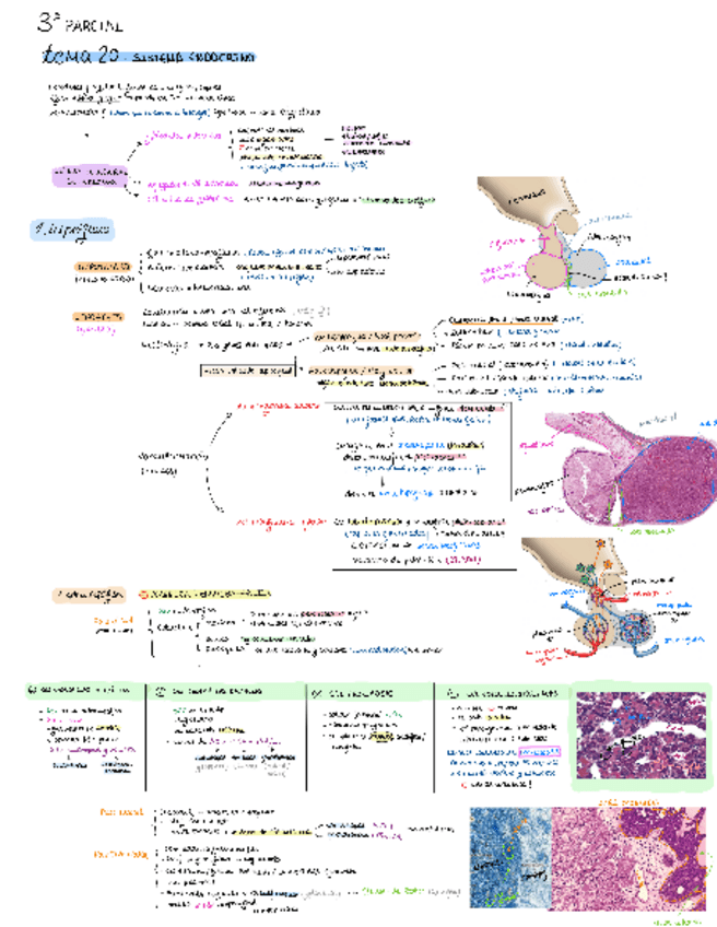 Miniatura del documento Apuntes-con-imagenes-3oParcial.pdf