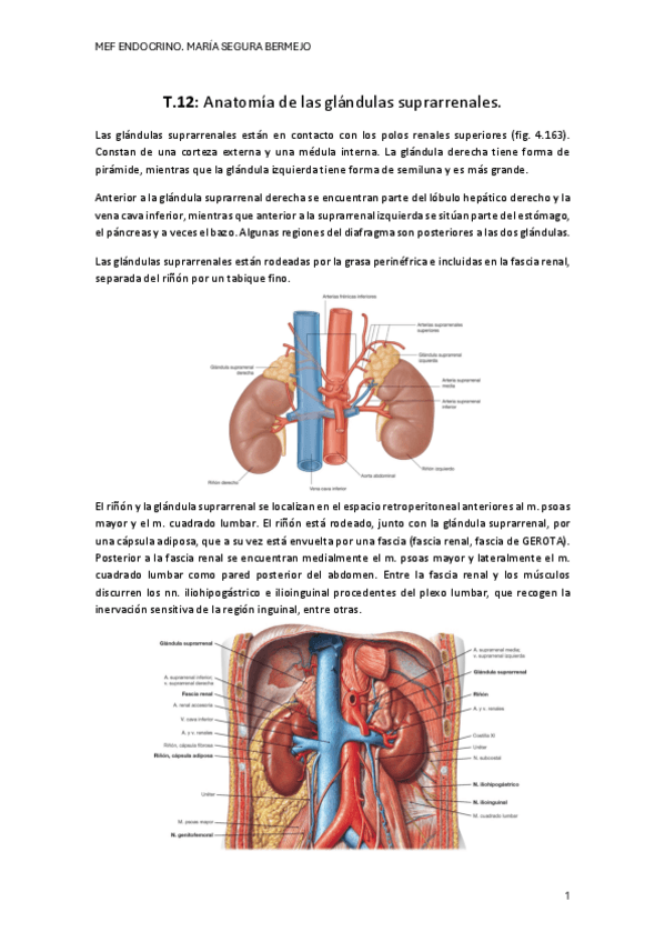 Miniatura del documento T.12-GLANDULA-SUPRARRENAL.pdf