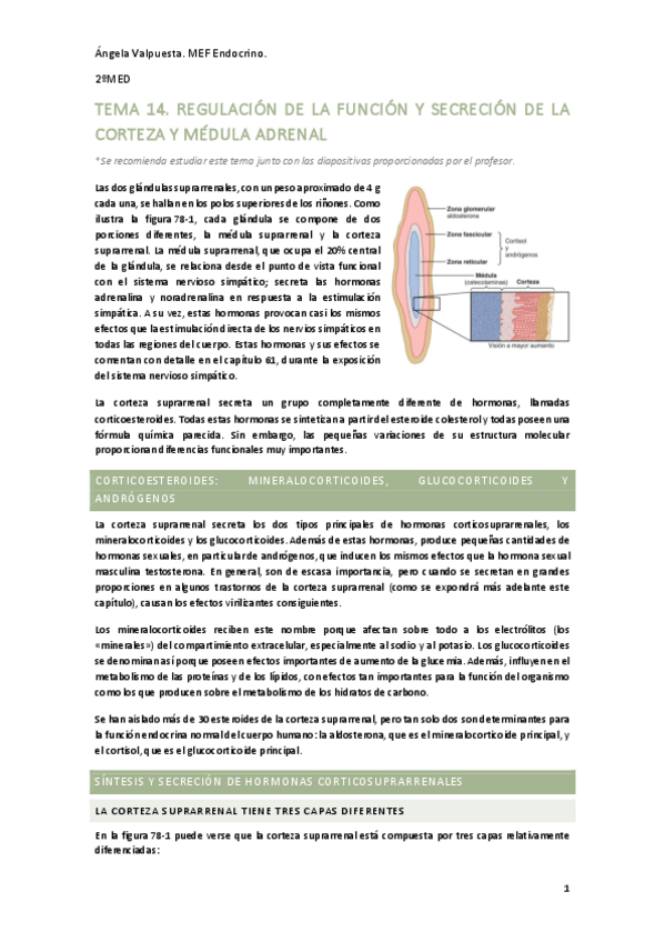 Miniatura del documento Tema-14-endocrino.pdf