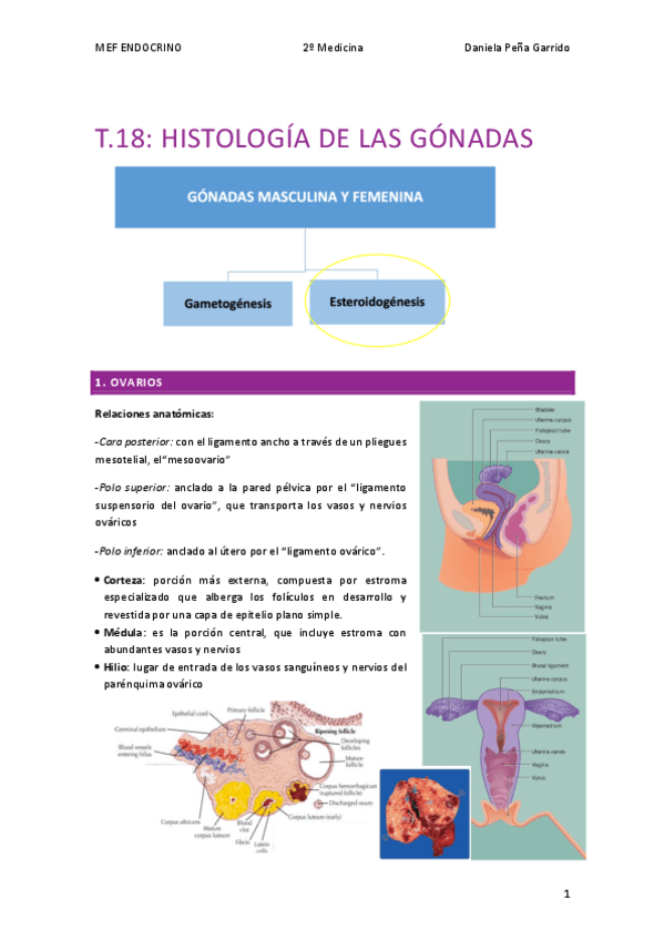 Miniatura del documento T.18-ENDOCRINO-HISTOLOGIA-DE-LAS-GONADAS.pdf