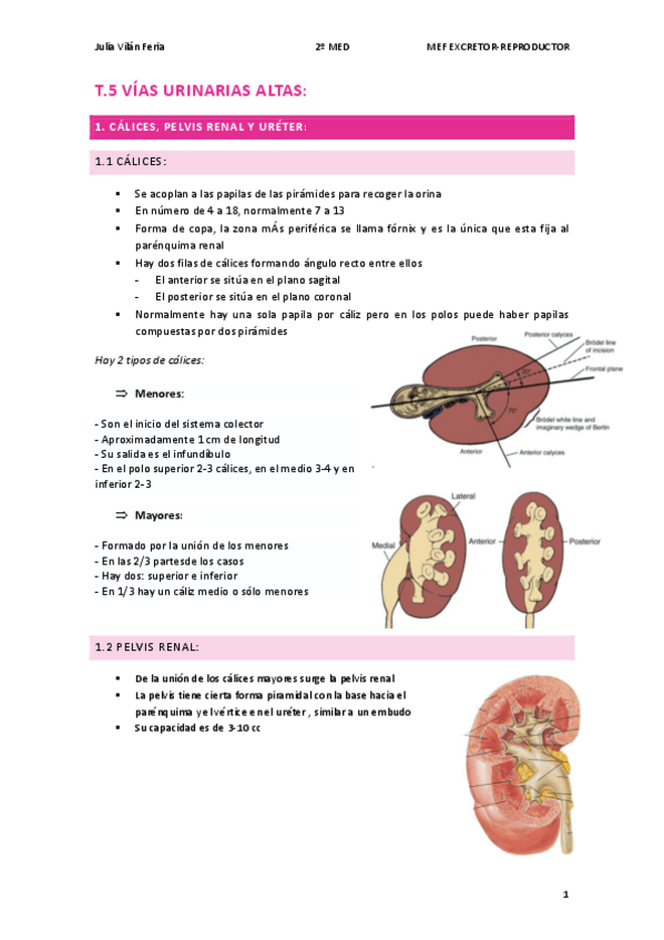 Miniatura del documento T.5-REPRODUCTOR-vias-urinarias-altas.pdf