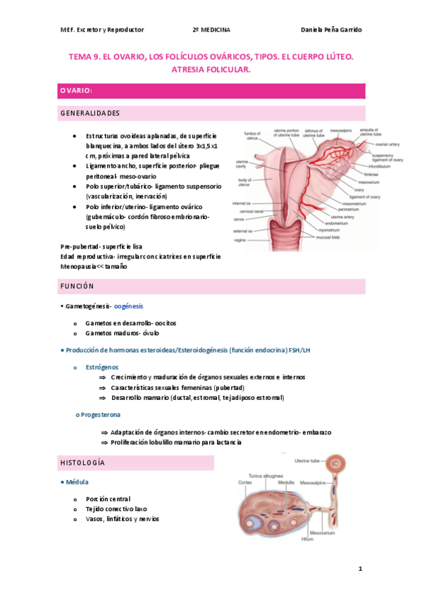 Miniatura del documento T.9-REPRODUCTORhistologia.pdf