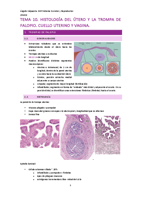 Miniatura del documento T.10-reproductor-HISTOLOGIA.pdf