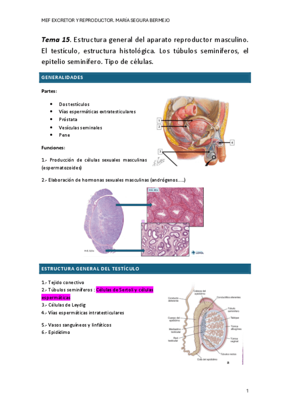 Miniatura del documento T.15-histo-excretor.pdf