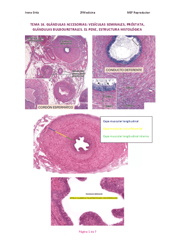 Miniatura del documento T16HIS1.PDF