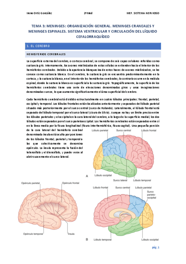 Miniatura del documento T.3-NERVIOSO-Meninges.pdf