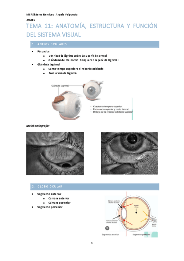 Miniatura del documento T.11-NERVIOSO-ojo.pdf
