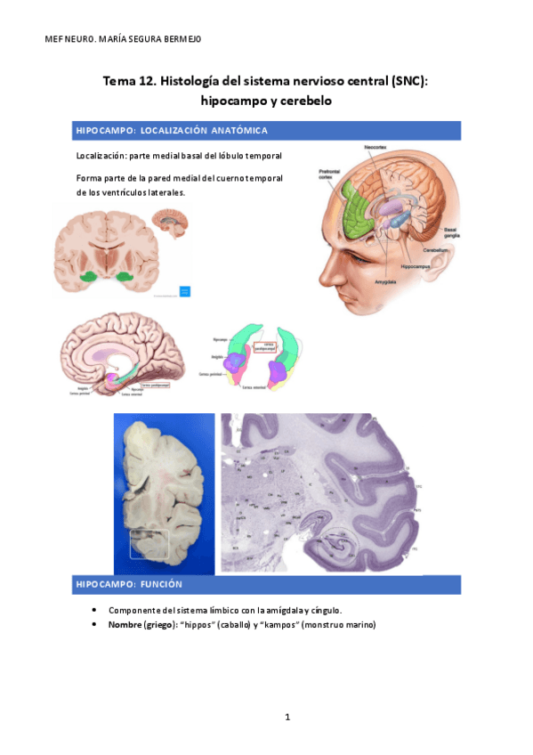Miniatura del documento T.12-HISTOLOGIA.pdf