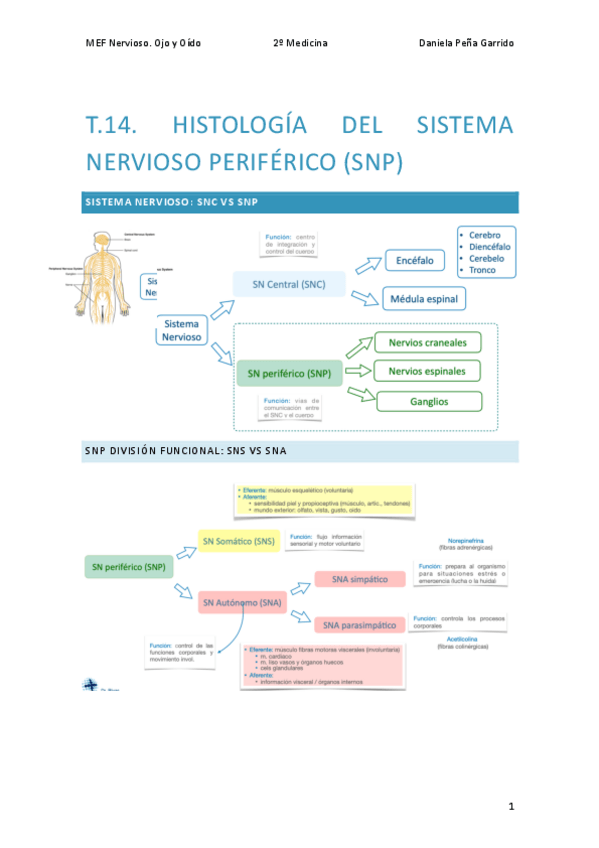Miniatura del documento T.14-NERVIOSO.pdf