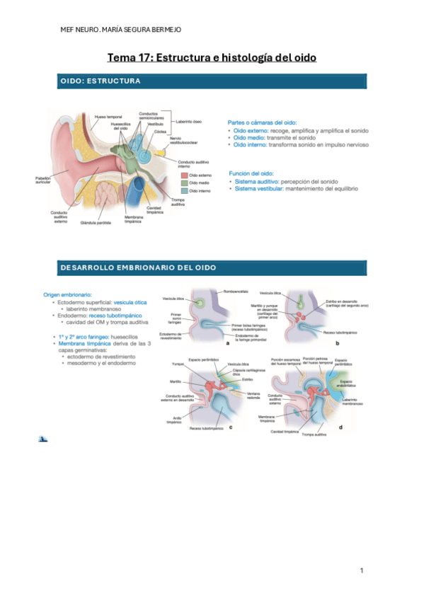 Miniatura del documento T.17-HISTO-NEURO.pdf