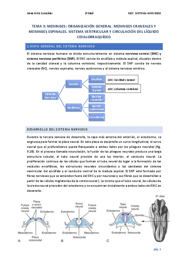 Miniatura del documento TEMA-3-MEF-NERVIOSO-Meninges.pdf