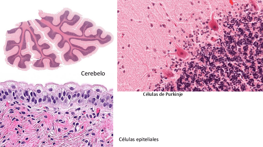 Miniatura del documento Membrana-celularTransporte-activo-y-pasivo.pdf