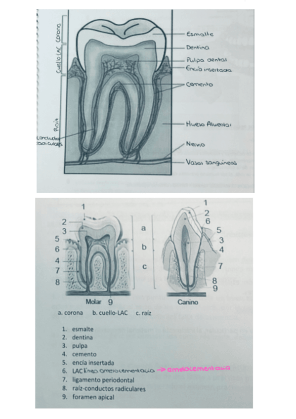Miniatura del documento Preventiva-Lab-1q.pdf