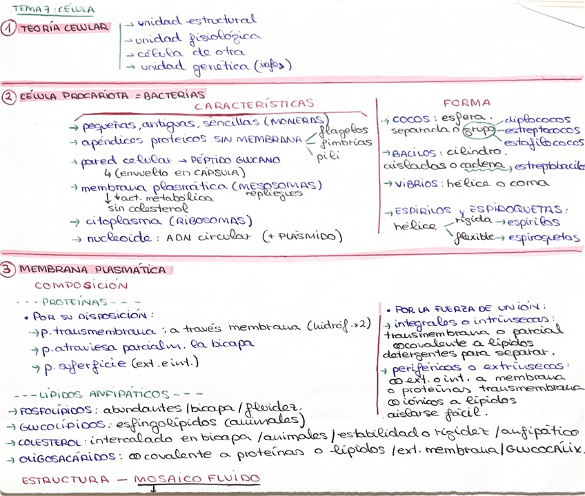 Miniatura del documento ALGUNAS-STRUCTURAS-DE-LA-CELULA-MEMBRANA.pdf