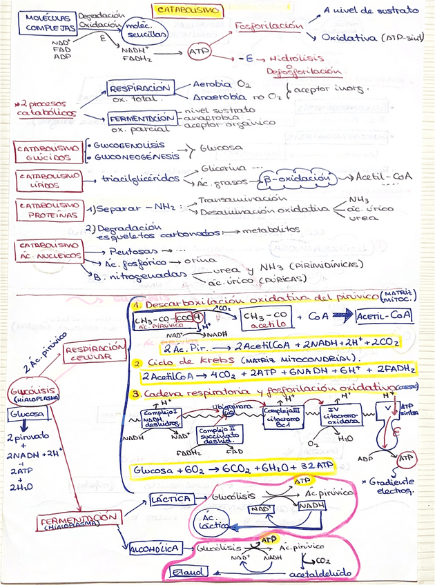 Miniatura del documento CATABOLISMO-Y-ANABOLISMO.pdf