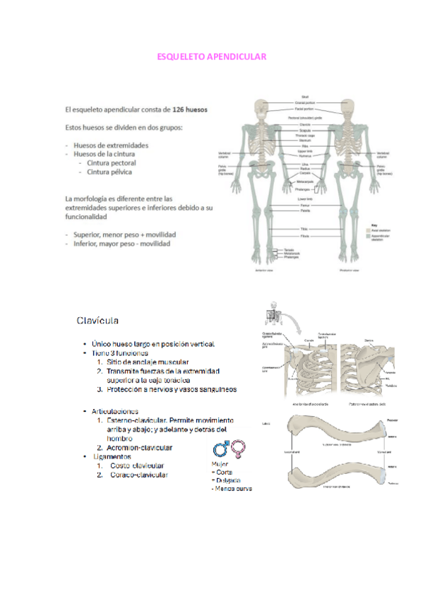Miniatura del documento Esqueleto-apendicular.pdf