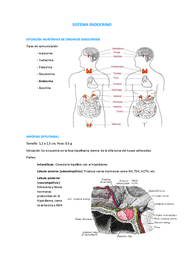 Miniatura del documento sistema-endocrino.pdf