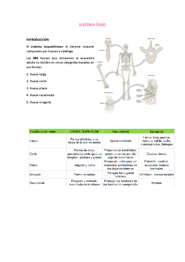 Miniatura del documento Sistema-oseo.pdf