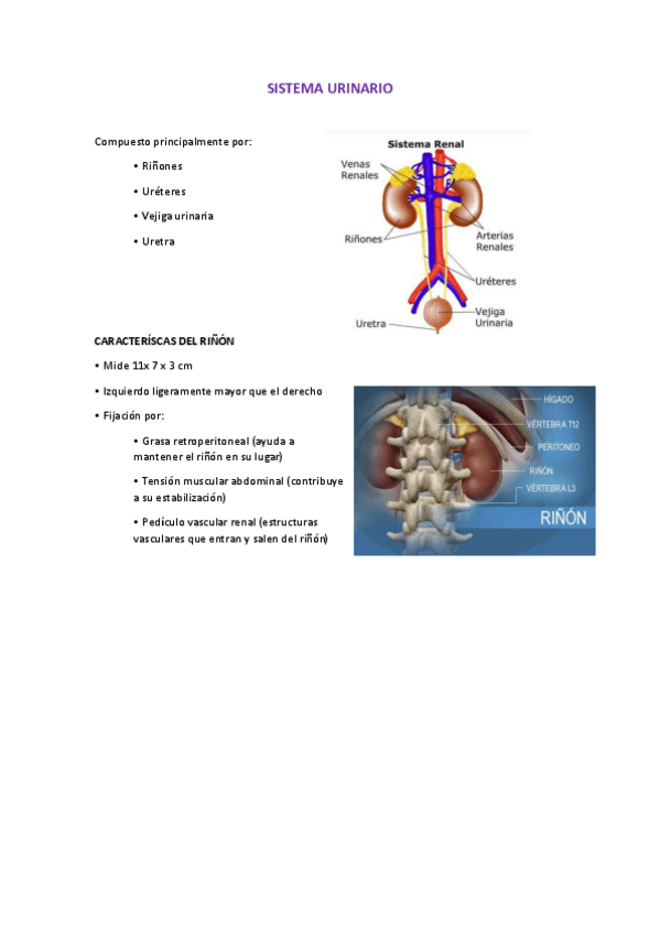 Miniatura del documento sistema-renal.pdf