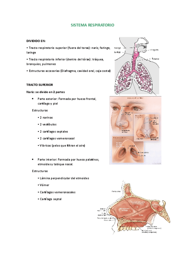 Miniatura del documento sistema-respiratorio.pdf
