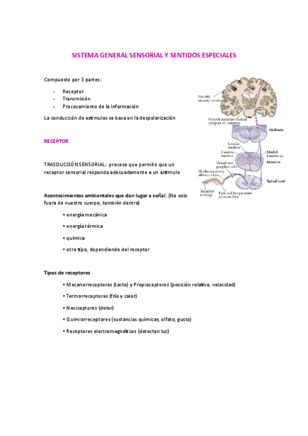 Miniatura del documento Sistema-nervioso-sensorial-v3.pdf