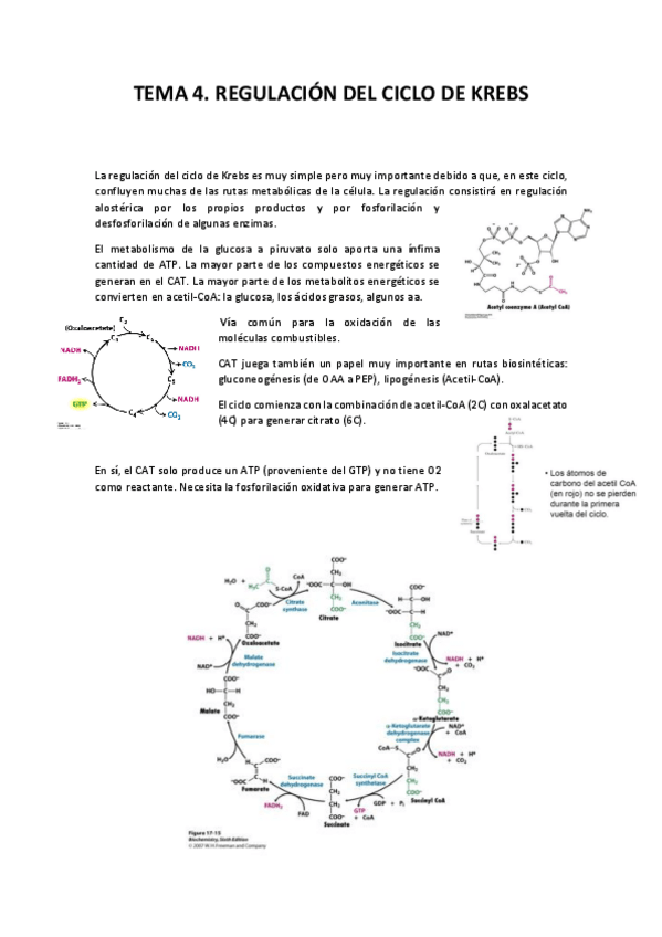 Miniatura del documento Tema 4. Regulación del Ciclo de Krebs.pdf