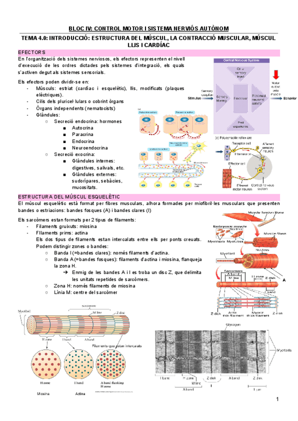 Miniatura del documento resum-fisiologia-humana-I-parcial-2.pdf