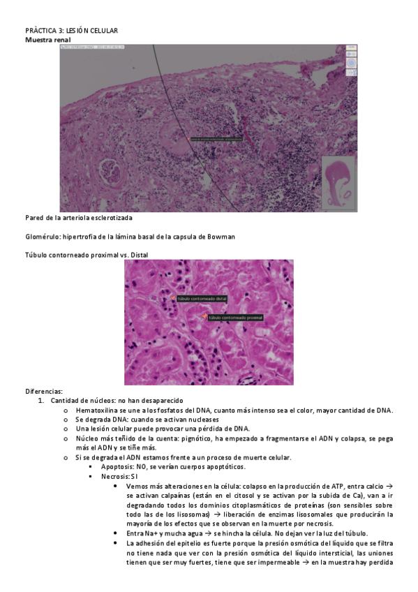 Miniatura del documento PRACTICA-3.pdf