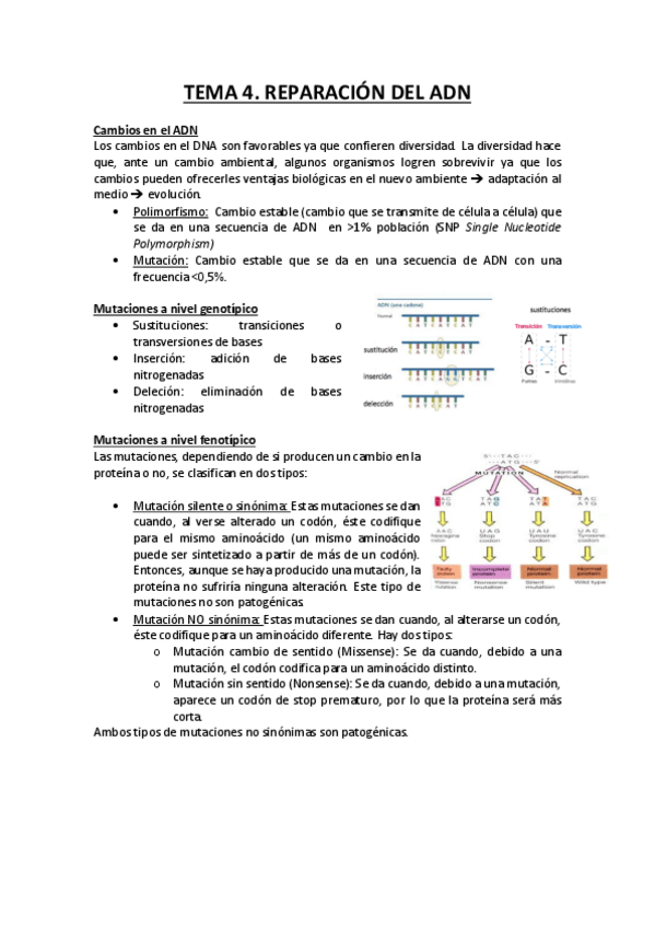 Miniatura del documento Reparación del ADN.pdf
