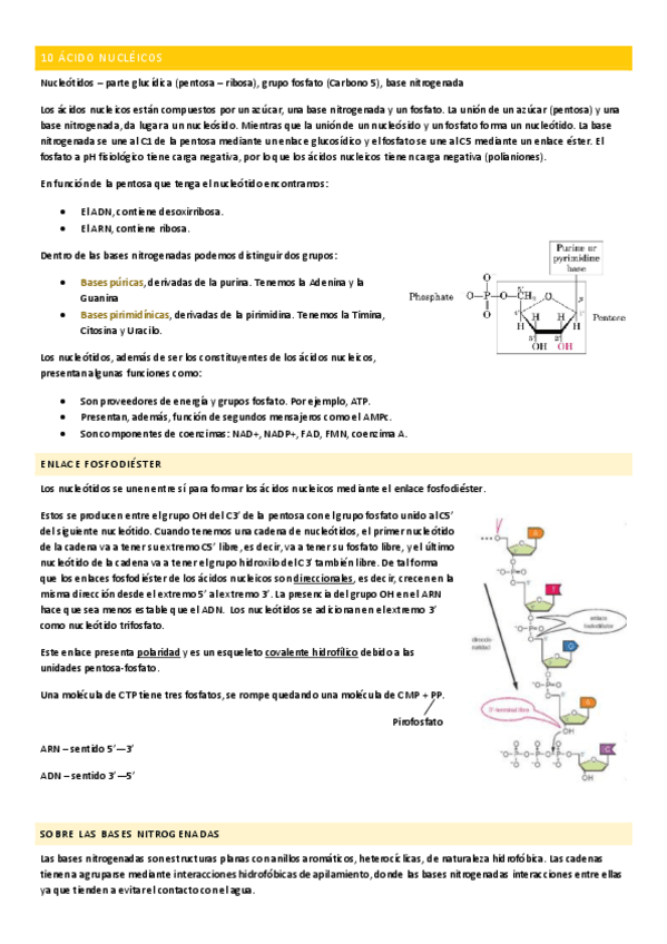 Miniatura del documento BIOQUIMICA-3o-PARTE.pdf
